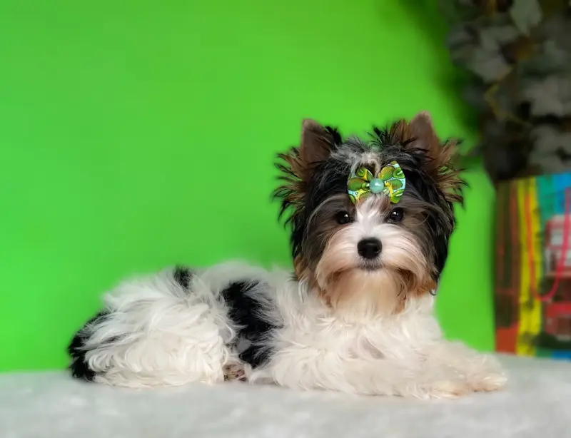 Бивер йоркширский терьер