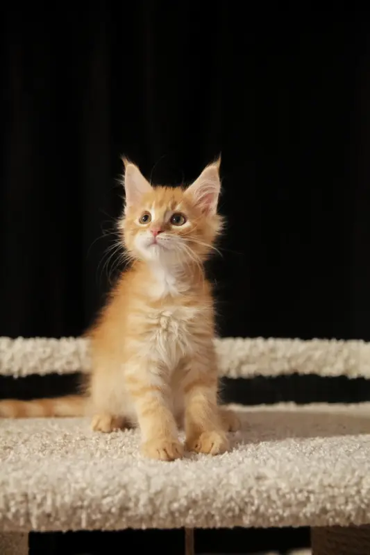 мальчик мейн-кун - Вся Беларусь - 232149 - Доска объявлений Kupika.by - Фото 3