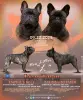 Щенки французского бульдога - Вся Беларусь - 233530 - Доска объявлений Kupika.by