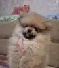Щенок померанского шпица - Вся Беларусь - 234551 - Доска объявлений Kupika.by