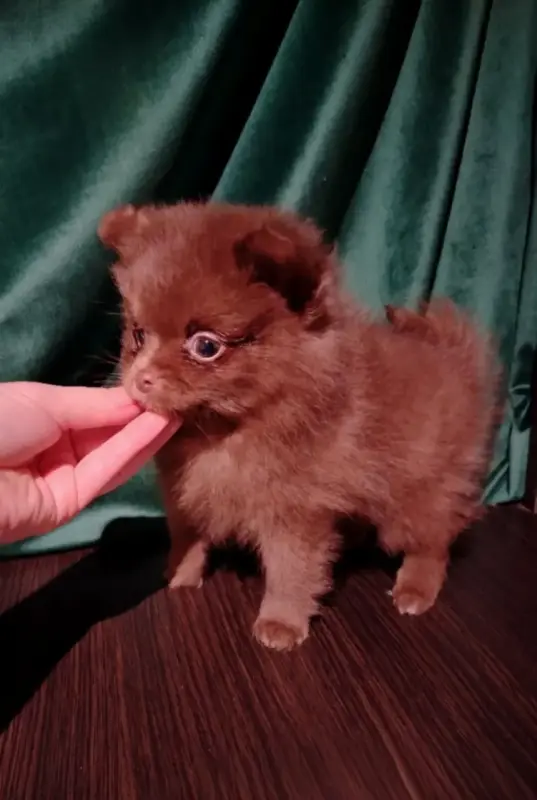 Мерле и шоколадный, щенки померанского шпица - Вся Беларусь - 232607 - Доска объявлений Kupika.by - Фото 8