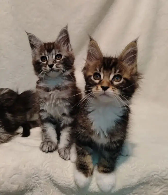 Котята мейн‑куна — маленькие аристократы ищут дом! - Вся Беларусь - 234535 - Доска объявлений Kupika.by - Фото 5