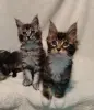 Котята мейн‑куна — маленькие аристократы ищут дом! - Вся Беларусь - 234535 - Доска объявлений Kupika.by - Фото 5