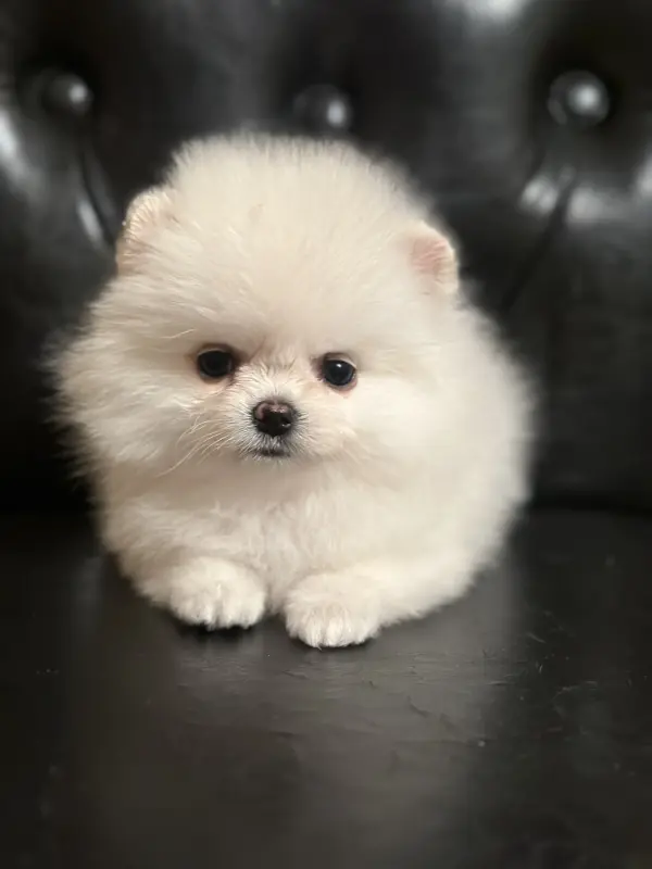 Померанский шпиц( тикап)