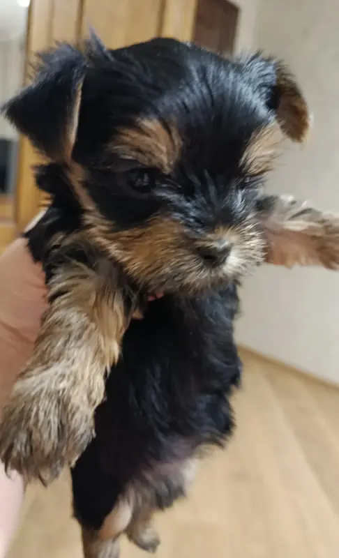 Щенки йоркширского терьера - Вся Беларусь - 233652 - Доска объявлений Kupika.by - Фото 2