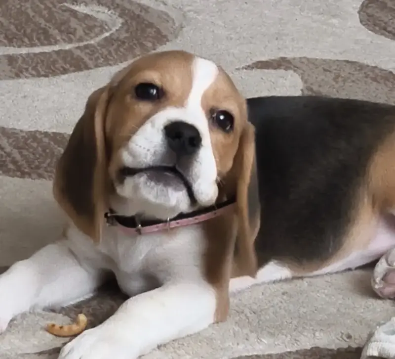 Щенок Бигля