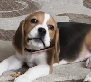 Щенок Бигля