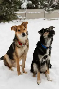 Собака Жучок ждет свою семью (в дар)