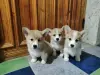 Собаки - Корги - Вся Беларусь Корги - Вся Беларусь - 234801 - Доска объявлений Kupika.by