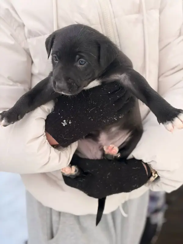 Щенки, щенок в дар! - Вся Беларусь - 232729 - Доска объявлений Kupika.by - Фото 5