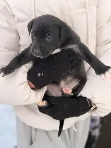 Щенки, щенок в дар!