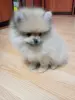 Щенок померанского шпица - Вся Беларусь - 234551 - Доска объявлений Kupika.by - Фото 2