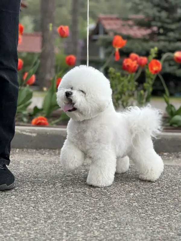 Щенки бишон-фризе - Вся Беларусь - 233654 - Доска объявлений Kupika.by - Фото 2