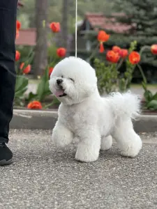 Щенки бишон-фризе