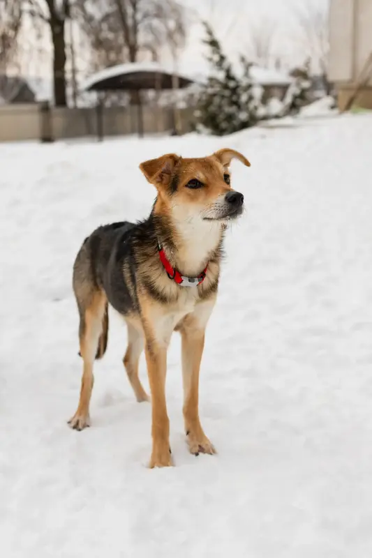 Собака Жучок ждет свою семью (в дар) - Вся Беларусь - 233825 - Доска объявлений Kupika.by - Фото 4