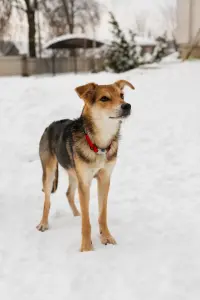 Собака Жучок ждет свою семью (в дар)
