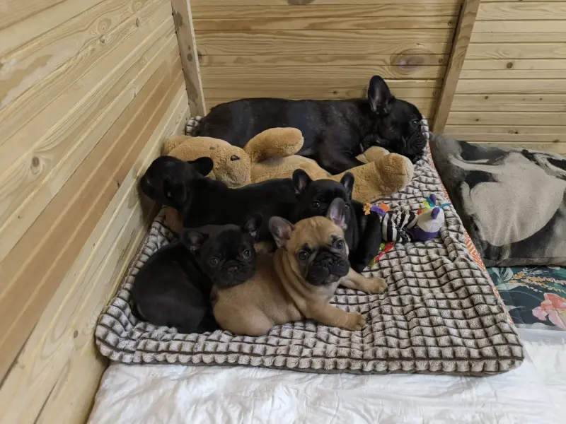 Щенки французского бульдога - Вся Беларусь - 233530 - Доска объявлений Kupika.by - Фото 8