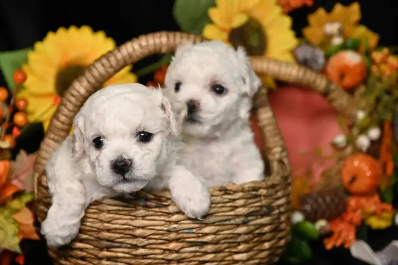 Щенки бишон-фризе - Вся Беларусь - 233654 - Доска объявлений Kupika.by - Фото 5