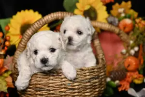 Щенки бишон-фризе
