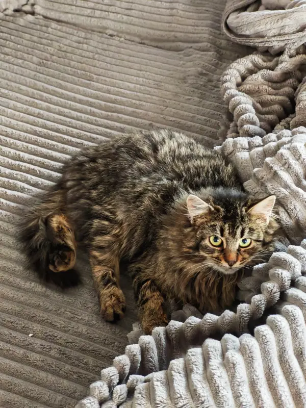 Котята - Вся Беларусь - 233301 - Доска объявлений Kupika.by - Фото 5