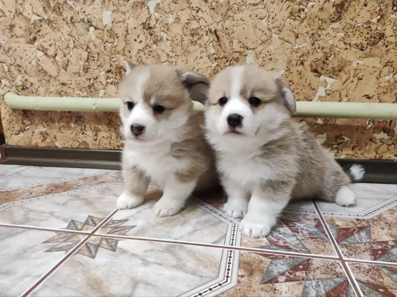 Корги щенки