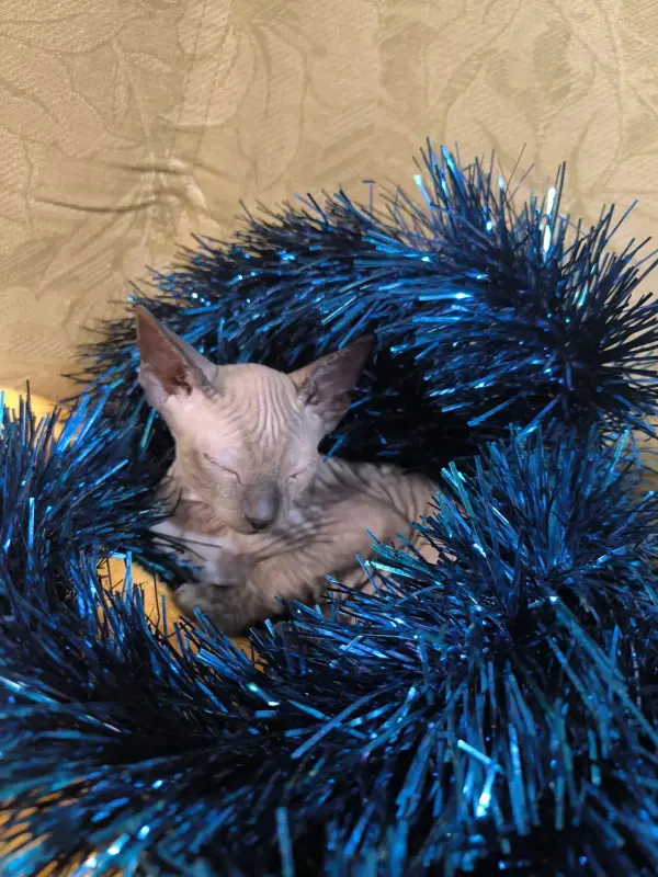 Канадский сфинкс - Вся Беларусь - 231326 - Доска объявлений Kupika.by - Фото 2