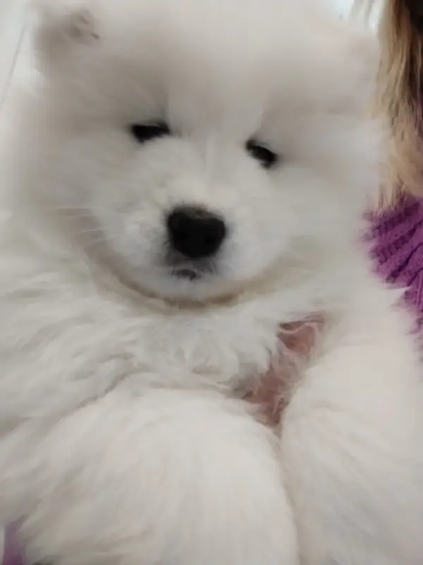 Щенки самоедской лайки - Вся Беларусь - 233797 - Доска объявлений Kupika.by - Фото 2