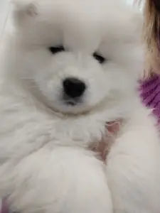 Щенки самоедской лайки