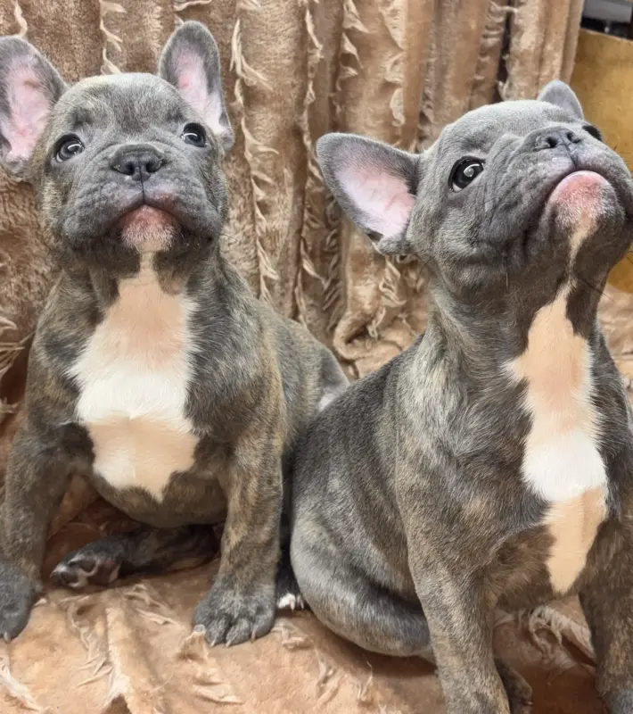 Щенки французского бульдога