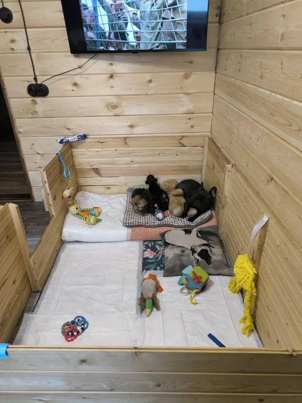 Щенки французского бульдога - Вся Беларусь - 233530 - Доска объявлений Kupika.by - Фото 7