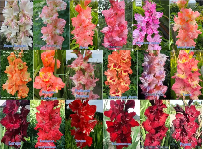 Семена и луковицы - Сортовые гладиолусы Российской и зарубежной селекции - Вся Беларусь - Фото 3 Сортовые гладиолусы Российской и зарубежной селекции - Вся Беларусь - 231779 - Доска объявлений Kupika.by - Фото 3