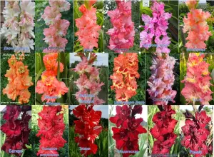 Сортовые гладиолусы Российской и зарубежной селекции