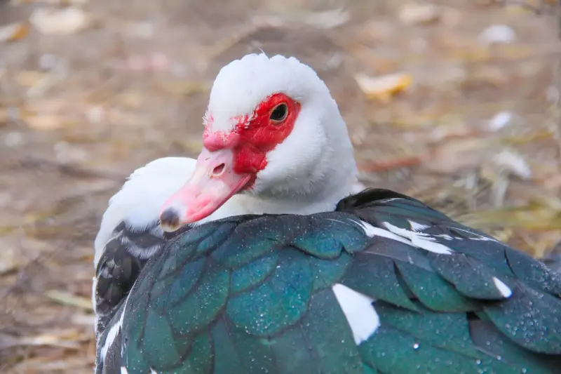 Сельскохозяйственные животные - Мускусная утка (индоутка), линдовский гусь, итальянский гусь - Вся Беларусь Мускусная утка (индоутка), линдовский гусь, итальянский гусь - Вся Беларусь - 232037 - Доска объявлений Kupika.by