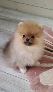 Померанский шпиц