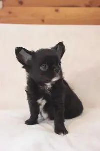 Щенки чихуахуа