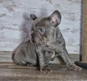 Французский бульдог в голубом окрасе