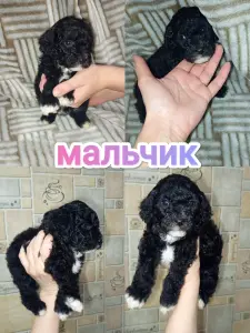 Щенки карликового пуделя (мальчики и девочка)