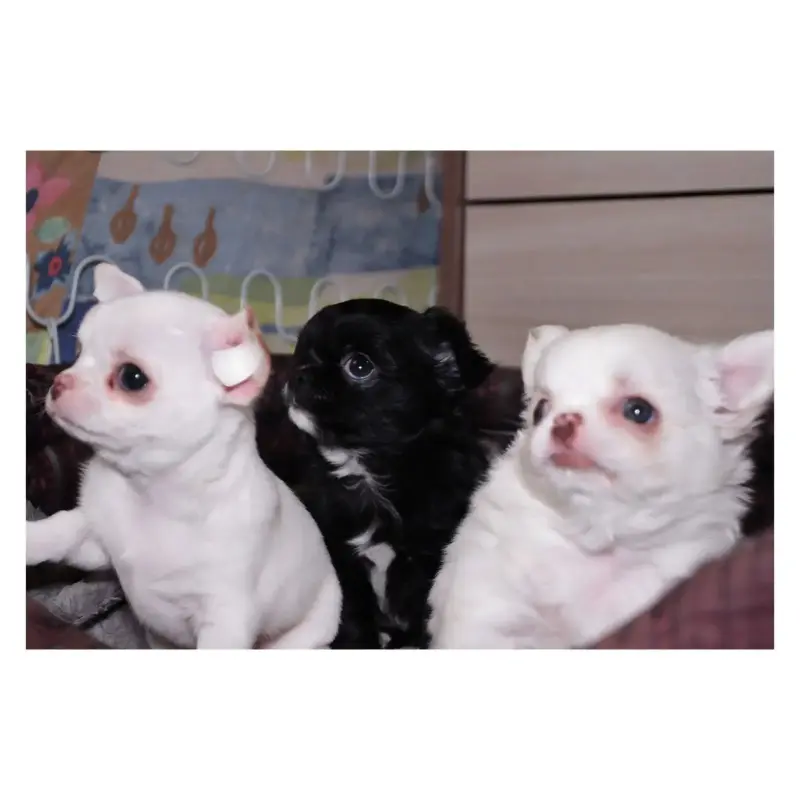 Собаки - Щенки чихуахуа - Бобруйск Щенки чихуахуа - Бобруйск - 234321 - Доска объявлений Kupika.by