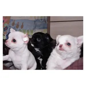 Щенки чихуахуа