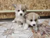 Корги щенки - Вся Беларусь - 234798 - Доска объявлений Kupika.by - Фото 4