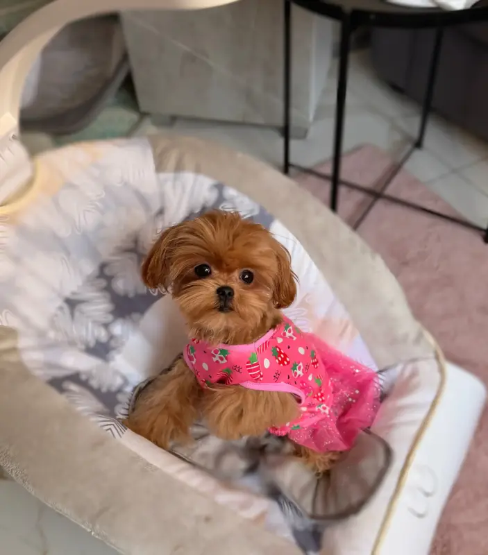 Мини и микро мальтипу пушон той пудель элита - Вся Беларусь - 234965 - Доска объявлений Kupika.by - Фото 8