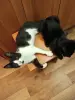 Котята в добрые руки - Вся Беларусь - 233379 - Доска объявлений Kupika.by