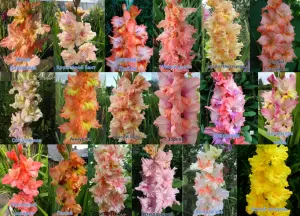 Сортовые гладиолусы Российской и зарубежной селекции