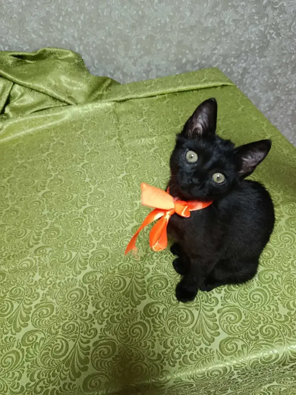 Котята в добрые руки - Вся Беларусь - 233379 - Доска объявлений Kupika.by - Фото 3