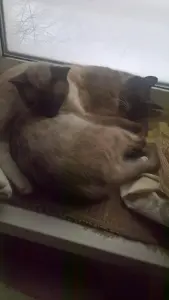 сиамские котята