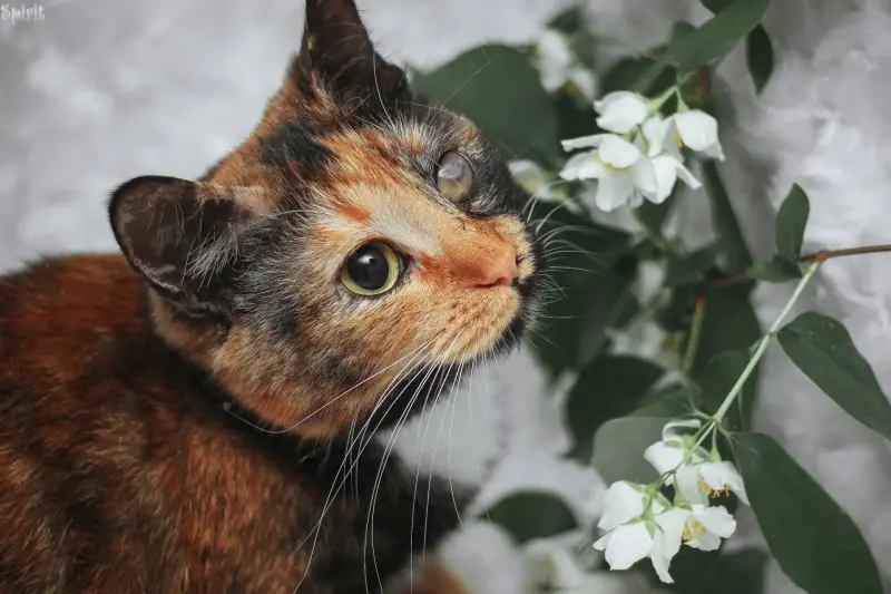 Кошка Френки в дар! Особенный глазик!