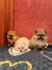 Щенки померанского шпица. - Вся Беларусь - 235144 - Доска объявлений Kupika.by