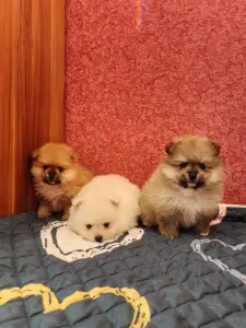 Щенки померанского шпица.