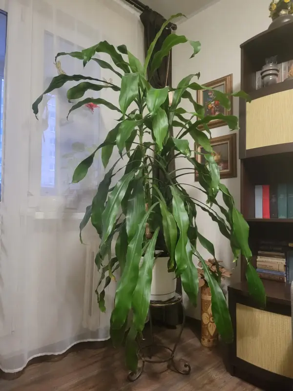 Комнатные растения - Юкка продается - Вся Беларусь Юкка продается - Вся Беларусь - 234214 - Доска объявлений Kupika.by