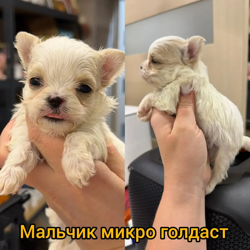 Микро мальчик голдаст есть другие икро мальчик голдаст